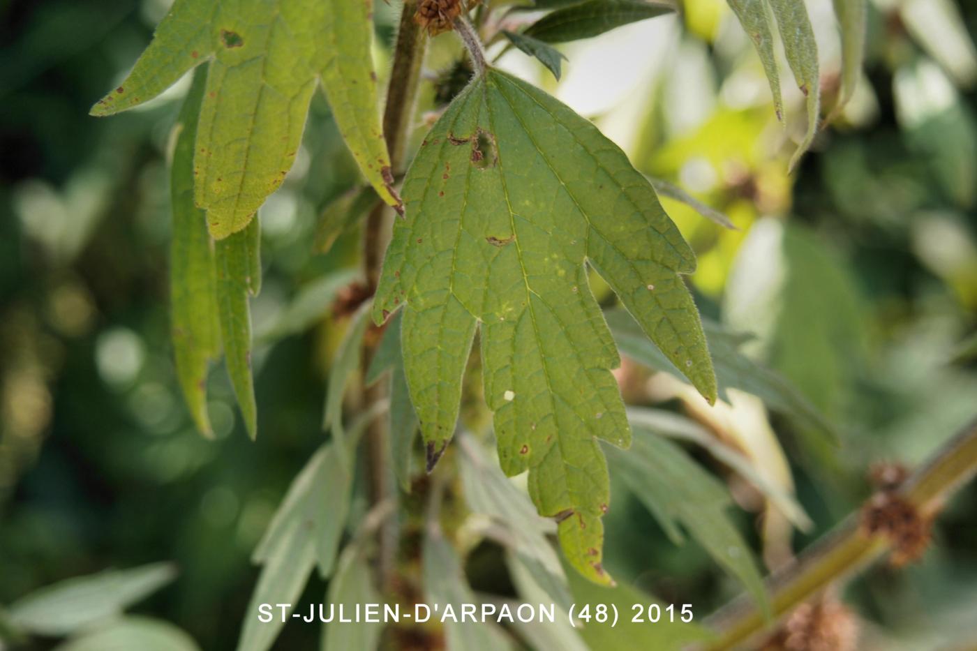 Motherwort leaf